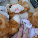 Image for article titled If You Can't Buy It, Build It: Wanky The Safety Cat